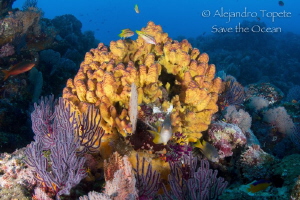 Colorfull Reef, El Morro México by Alejandro Topete 